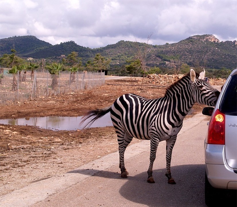 Safari Zoo – Mallorca