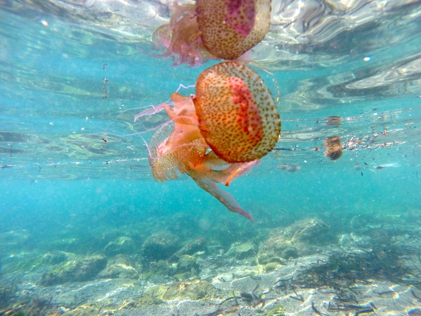 S-a deschis sezonul la … meduze
